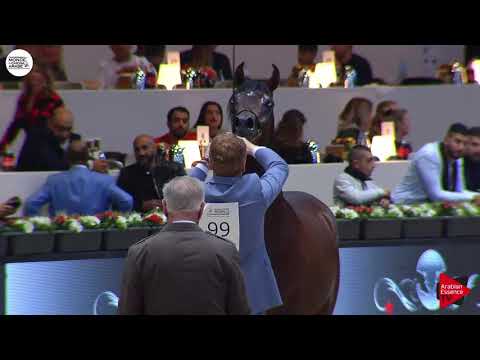 N.99 ADMIRAAL - Paris 2018 - Yearling Colts (Class CM 4B)