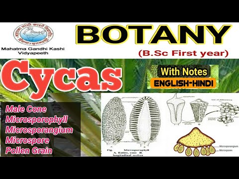 Reproduction in Cycas/Cycas Male Cone/B.Sc 1st year