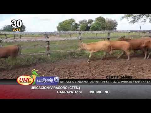 Lote 37 Terneros/as en Virasoro, Corrientes