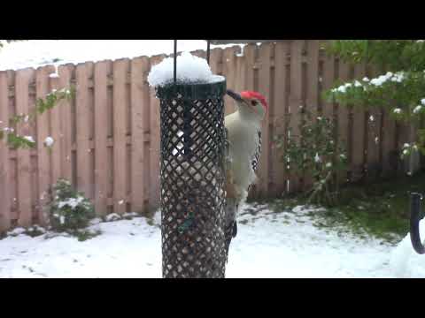 Red-Bellied Woodpecker Eating Peanut Suet In Snowstorm
