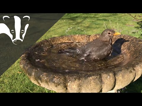 #EssexWildlifeTV - A Week in the Life of a Bird Bath