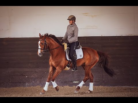 Reitunterricht Klassische Dressur bei Christoph Ackermann