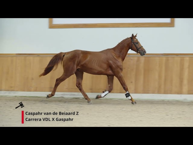 Caspahr van de Beiaard Z