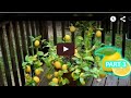How to Grow Lemon Tree Seed Indoors FAST Part ...