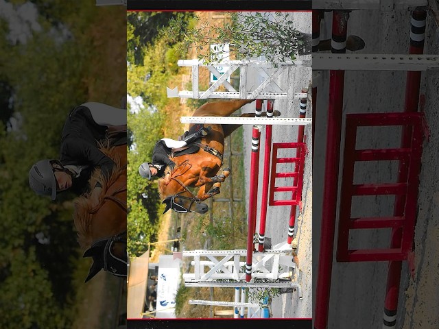 Filly Origin Recorded For sale 2022 Chesnut