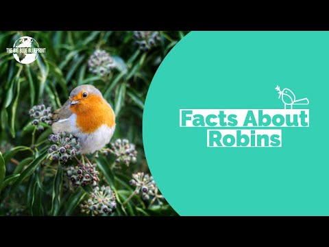 Facts About Robins