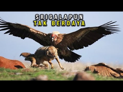 This is How Eagles Hunt Their Prey, a Target That Can't Move