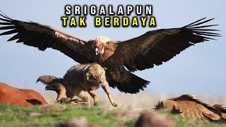 Download lagu Target Pasti Tak Berkutik, Beginilah Cara Burung Elang Berburu Mangsanya mp3