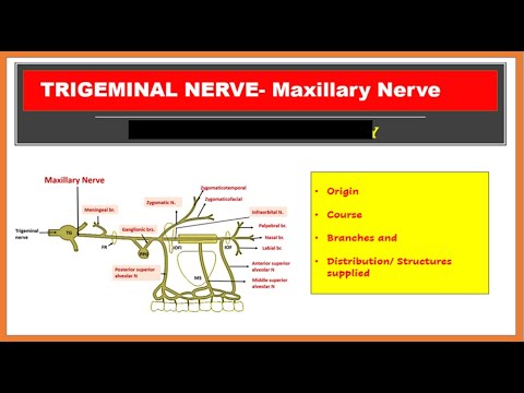 Maxillary nerve - Course, branches and distribution |Trigeminal nerve | [Simplfied]