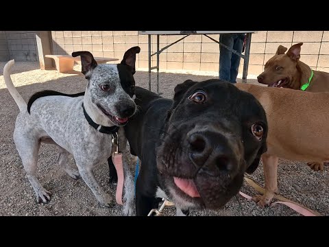 Dogs Playing for 7 Hours