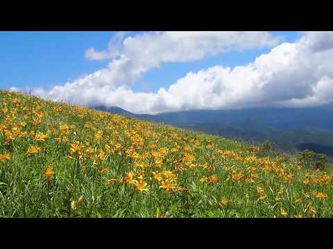 霧ヶ峰高原へ行こう。色づく草原　～FLOWER編～