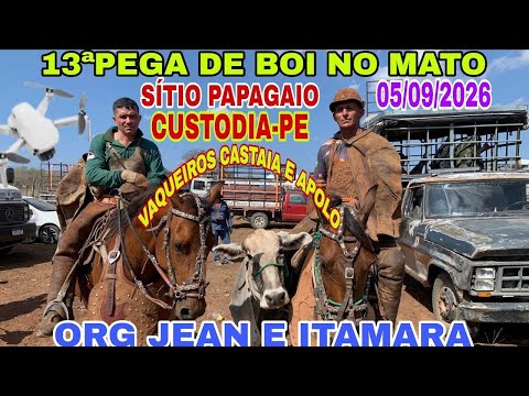 [DRONE] GRANDE PEGA DE BOI NO MATO NO SITIO PAPAGAIO CUSTÓDIA-PE ORG JEAN E ITAMARA
