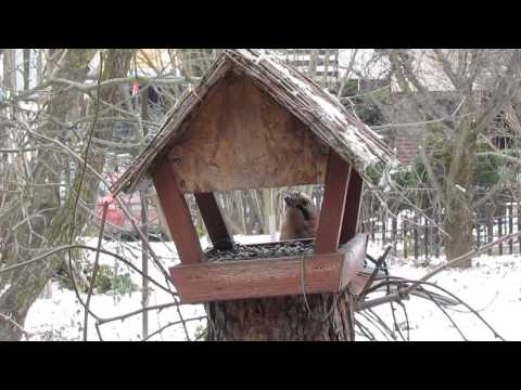 Birding Slovakia (Ivan Bartko) - Garrulus glandarius - Sojka obyčajná