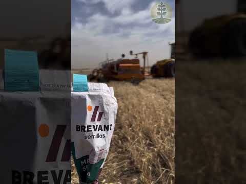Ensayo de maíz en Atreucó, La Pampa