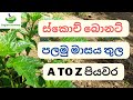 Scotch Bonnet Pepper Cultivation Progress For One Month Ceylon Survival