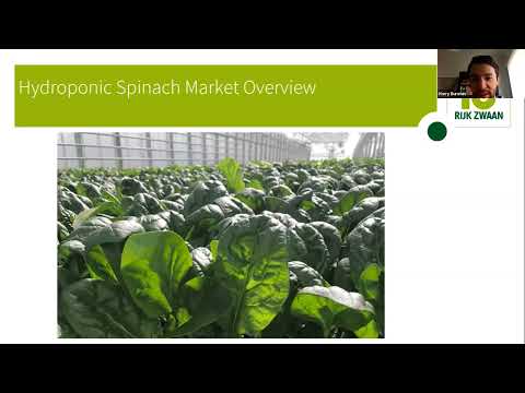 #48 - Hydroponic Spinach