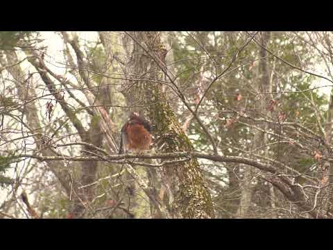 Gosshawk in slow motion.