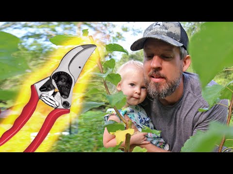 How to Do Summer Pruning To Keep Fruit Trees Small