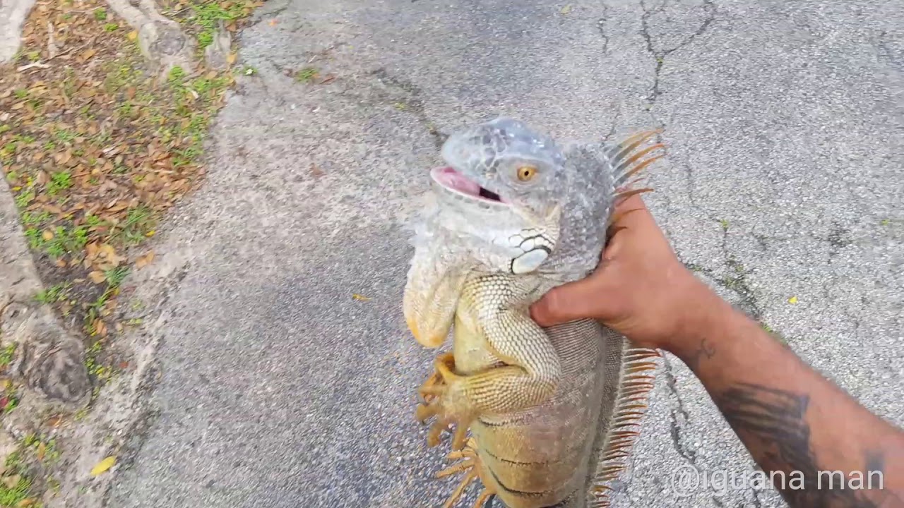 Whats The BEST Way To Catch Iguanas In Florida?! Catching Reptiles Iguana Hunting