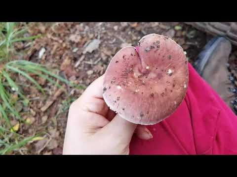 Identificando fungos comestíveis: Russula vesca - a namoradeira.