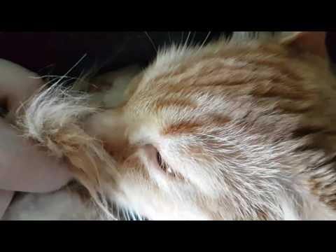 Rescue kitten won't stop nursing on her tail!