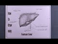 how to draw human liver easy/human liver drawing