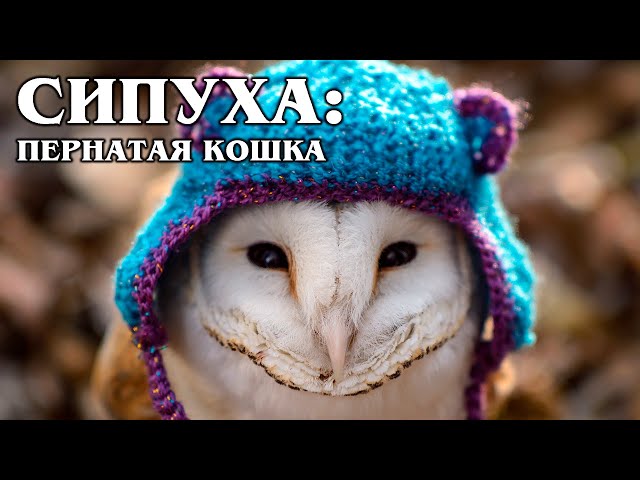 Video Pronunciation of Tyto alba in English