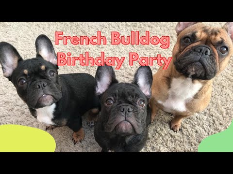 French Bulldogs Magical Birthday Party