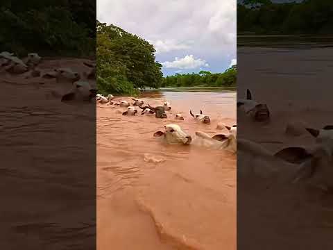 Boiada atravessando o rio Cuiabá . #brasil #shorts #vaquejada