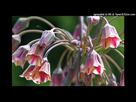 How to pronounce Brande Roderick (American EnglishUS) - PronounceNames