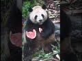 ☝️Have you seen a giant panda eating watermelon? #panda #cuteanimals