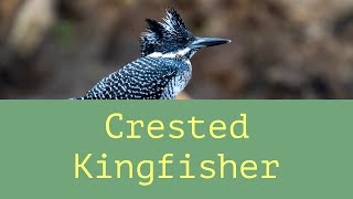 Crested Kingfisher in Northern Thailand