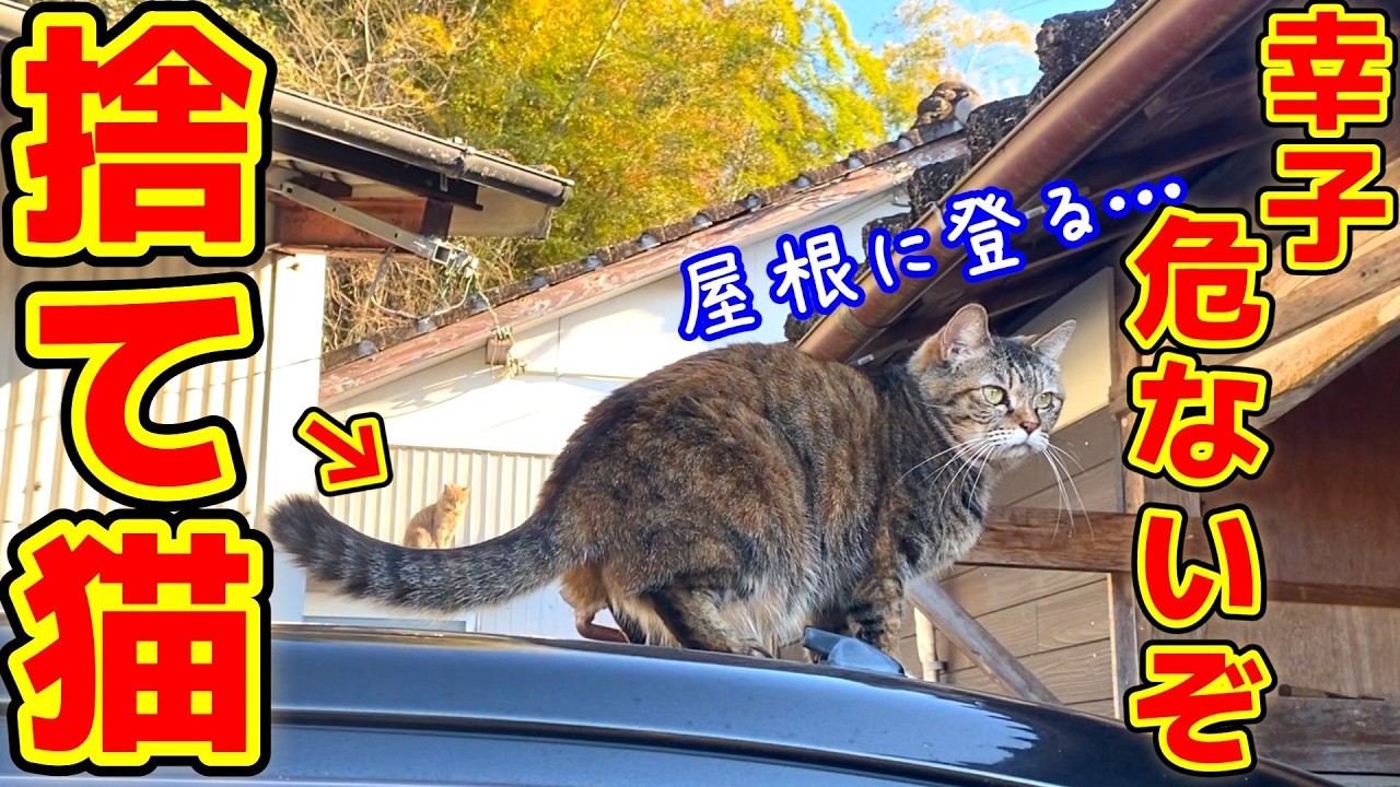 捨て猫と保護猫幸子が初対面！屋根に行くな幸子！！