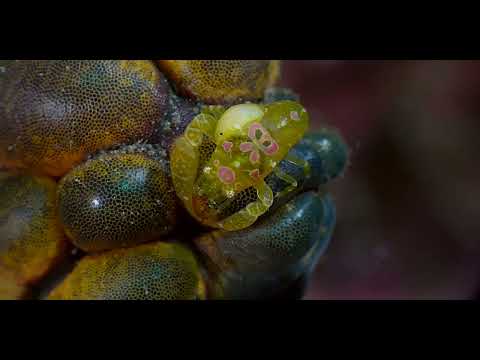 Bali Shrimp, Squat Lobsters and Arthropods Part 2 - scuba diving video