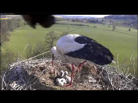 Storchennest Lindheim - Wilfried porządkuje gniazdo , plama na kamerce - Wilma karmi 3 " kiwaczki "