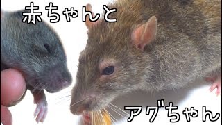 アグちゃんの腫瘍が大きくなった・・・。赤ちゃん達の目が明いた(ゆっくり実況音声あり)