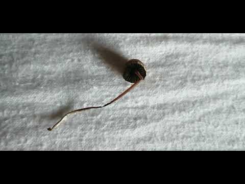 Spitzkegeliger kahlkopf?