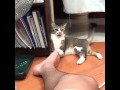 Cat Smells Stinky Foot