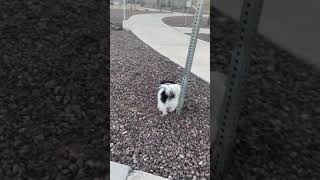 Papillon Puppies Videos