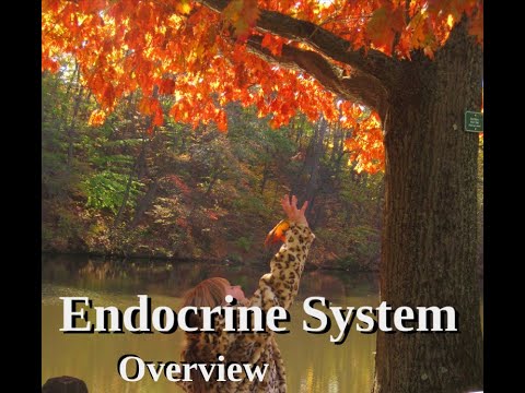 The Endocrine System - Overview