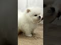 Pomerano cachorro en venta