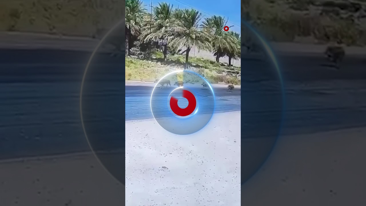 فيديو | قطيع من الخنازير البرية يثير الرعب في الفلوجة