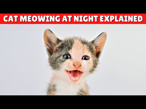 How To Stop Your Cat From MEOWING At Night 😿