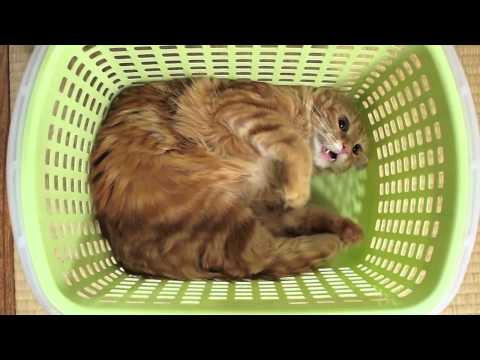 Hina and Goro fight over a basket