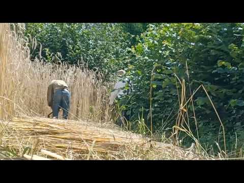 Harvesting rye July 2023