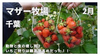 おでかけ//マザー牧場で癒されまくり、 いちご狩りに大苦戦してきました
