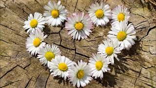 Mario Jordan - Welch ein Tag