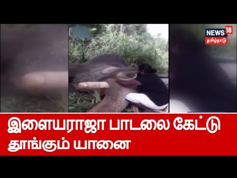 இளையராஜா பாடலை பாடி யானையை தூங்க வைத்த பாகன்  | Mahout Sings Ilayaraja Lullaby To Elephant