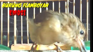 Download lagu Burung Flamboyan Gacor Emosi Ngebren Rapat Nyerecet Cocok buat Pancingan agar cepat Nyaut mp3