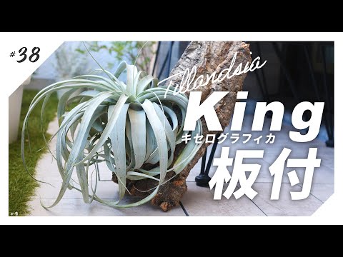 園芸 コルク樫、コルシエ、スーリエ、スーベ、シオール